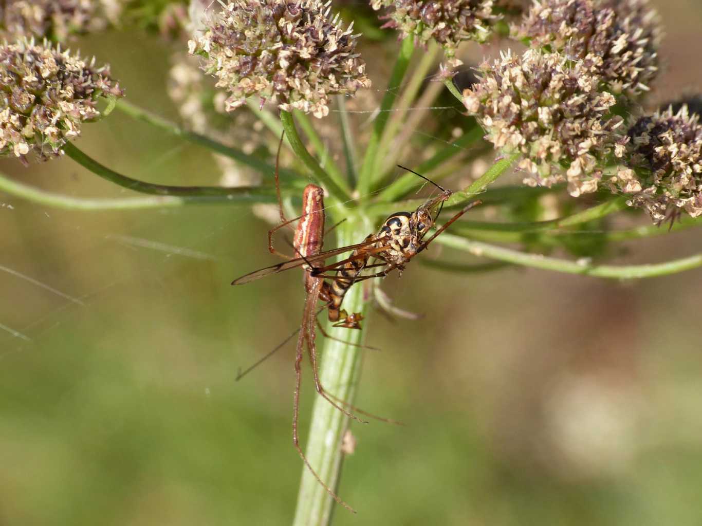 Tetragnatha sp. con Tipulidae - S. Teresa G. (OT)